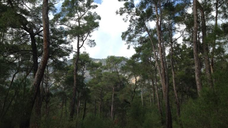 RunAnatolia 2016 Trainer